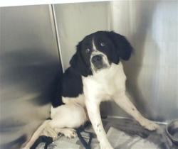 Shelter Stray Male Dog last seen Near BLOCK OLD WILMINGTON RD, FAYETTEVILLE NC 28301, Fayetteville, NC 28306
