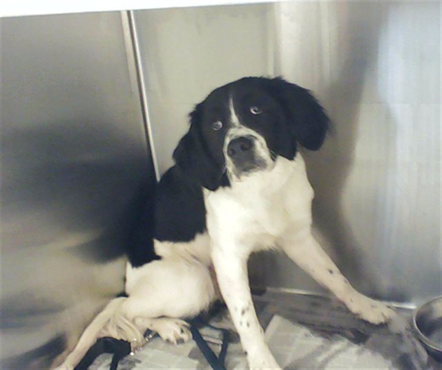 Shelter Stray Male Dog last seen Near BLOCK OLD WILMINGTON RD, FAYETTEVILLE NC 28301, Fayetteville, NC 28306