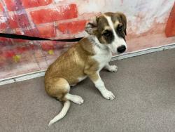 Shelter Stray Male Dog last seen DUMOND AVE AND ATHOL ST, San Bernardino, CA 92401