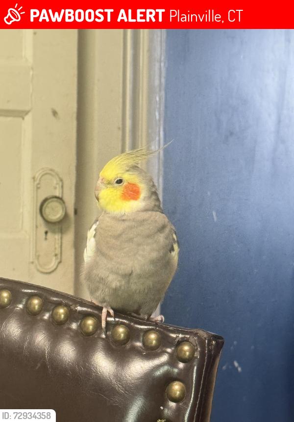 Lost Male Bird last seen Near Plainville High school, Plainville, CT 06062
