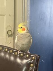 Lost Male Bird last seen Near Plainville High school, Plainville, CT 06062