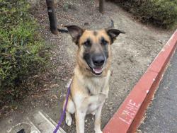 Shelter Stray Male Dog last seen PINE ST, Carlsbad, CA 92011