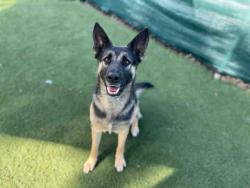 Shelter Stray Female Dog last seen PINE ST, Carlsbad, CA 92011