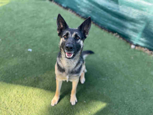 Shelter Stray Female Dog last seen PINE ST, Carlsbad, CA 92011
