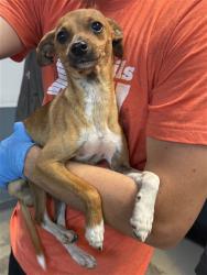 Shelter Stray Male Dog last seen Near BLOCK S HORSESHOE RD, TALLAHASSEE FL 32317, Tallahassee, FL 32311