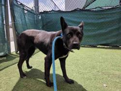 Shelter Stray Female Dog last seen , Carlsbad, CA 92011