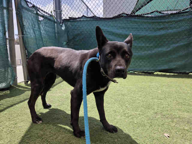 Shelter Stray Female Dog last seen , Carlsbad, CA 92011