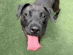 Shelter Stray Male Dog last seen DURGIN, Bonita, CA 91902