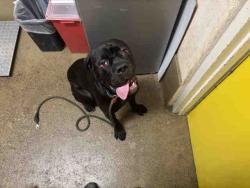 Shelter Stray Male Dog last seen ALPINE BLVD, Bonita, CA 91902
