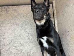 Shelter Stray Male Dog last seen , Bonita, CA 91902