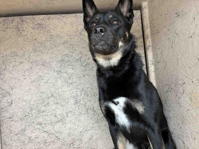 Shelter Stray Male Dog last seen , Bonita, CA 91902