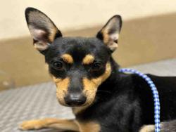 Shelter Stray Male Dog last seen , Bonita, CA 91902
