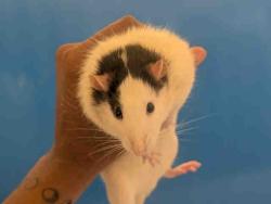 Shelter Stray Male Rodent last seen HARBOSON CANYON RD, Bonita, CA 91902