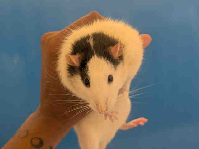 Shelter Stray Male Rodent last seen HARBOSON CANYON RD, Bonita, CA 91902