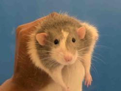 Shelter Stray Male Rodent last seen HARBOSON CANYON RD, Bonita, CA 91902