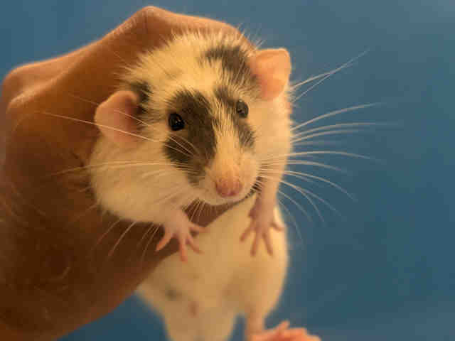 Shelter Stray Male Rodent last seen HARBOSON CANYON RD, Bonita, CA 91902