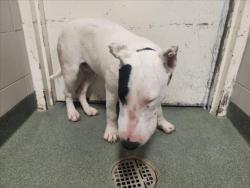 Shelter Stray Male Dog last seen LA JOY RD AND 1-25 SOUTH BOUND SANTA FE NM 87501, Santa Fe, NM 87507