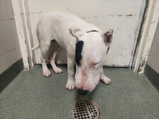 Shelter Stray Male Dog last seen LA JOY RD AND 1-25 SOUTH BOUND SANTA FE NM 87501, Santa Fe, NM 87507