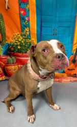 Found/Stray Unknown Dog last seen Located at Rockdale County Animal Service, 1506 Rockbridge Road, Conyers, GA 30012, Conyers, GA 30012