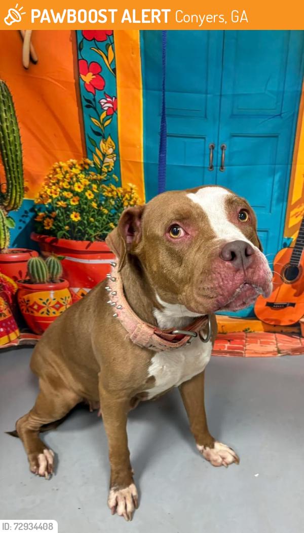 Found/Stray Unknown Dog last seen Located at Rockdale County Animal Service, 1506 Rockbridge Road, Conyers, GA 30012, Conyers, GA 30012