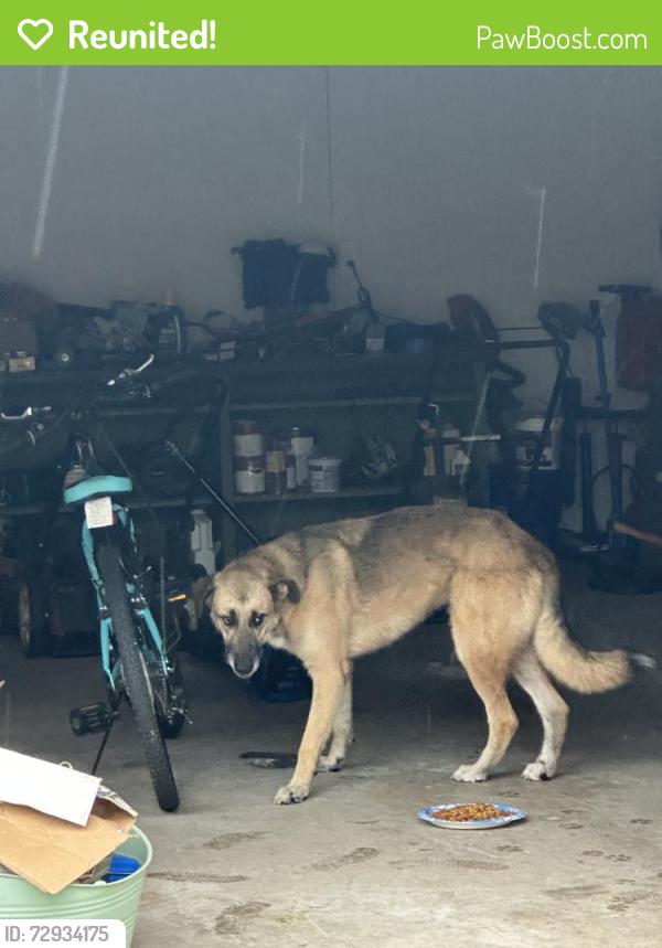 Reunited Unknown Dog last seen Woodhorn Dr, Houston, TX 77062, USA, Houston, TX 77062