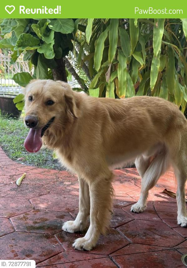 Reunited Male Dog last seen 131st street w. 10th Ave, North Miami , North Miami, FL 33161