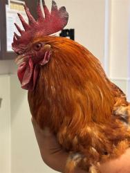 Shelter Stray Male Bird last seen Near BLOCK OLEANDER AVE, BAKERSFIELD, CA, Bakersfield, CA 93307