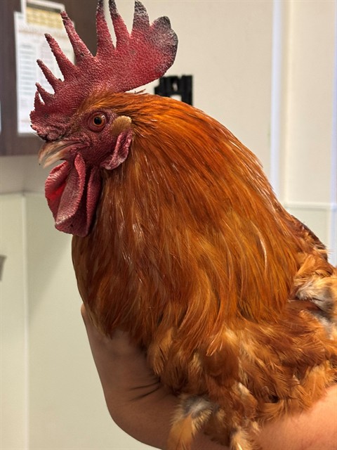 Shelter Stray Male Bird last seen Near BLOCK OLEANDER AVE, BAKERSFIELD, CA, Bakersfield, CA 93307