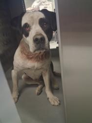 Shelter Stray Male Dog last seen BEAR MOUNTAIN RD/HWY 99, BAKERSFIELD, Bakersfield, CA 93307