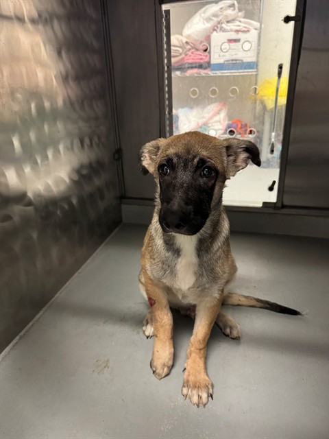 Shelter Stray Male Dog last seen Near BLOCK K ST, BAKERSFIELD, CA, Bakersfield, CA 93307