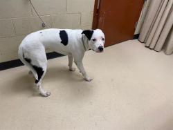 Shelter Stray Male Dog last seen Near BLOCK N 17TH ST, Milwaukee, WI 53215