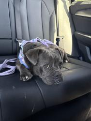 Found/Stray Female Dog last seen Friar and kester, Los Angeles, CA 91405