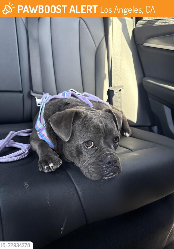 Found/Stray Female Dog last seen Friar and kester, Los Angeles, CA 91405