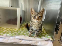 Shelter Stray Male Cat last seen Near BLOCK N GREENBAY AVE, Milwaukee, WI 53215