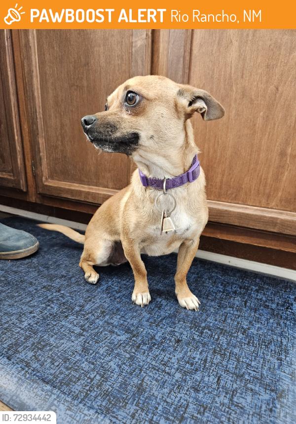 Found/Stray Female Dog last seen Southern and Rainbow, Rio Rancho, NM 87124