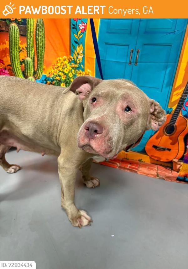 Found/Stray Unknown Dog last seen Located at Rockdale County Animal Service, 1506 Rockbridge Road, Conyers, GA 30012, Conyers, GA 30012