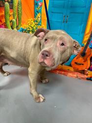 Found/Stray Unknown Dog last seen Located at Rockdale County Animal Service, 1506 Rockbridge Road, Conyers, GA 30012, Conyers, GA 30012