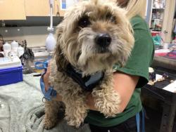 Shelter Stray Male Dog last seen Near BLOCK WITT AVE RIVERSIDE CA 92501, Jurupa Valley, CA 92509