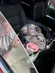Reunited Male Dog last seen Tramway, Albuquerque, NM 87112