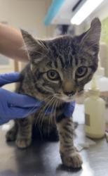Shelter Stray Female Cat last seen Near BLOCK ALTURA DR, RIVERSIDE CA 92507, Jurupa Valley, CA 92509