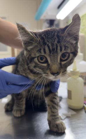 Shelter Stray Female Cat last seen Near BLOCK ALTURA DR, RIVERSIDE CA 92507, Jurupa Valley, CA 92509