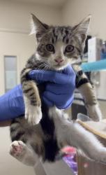 Shelter Stray Female Cat last seen Near BLOCK ALTURA DR, RIVERSIDE CA 92507, Jurupa Valley, CA 92509