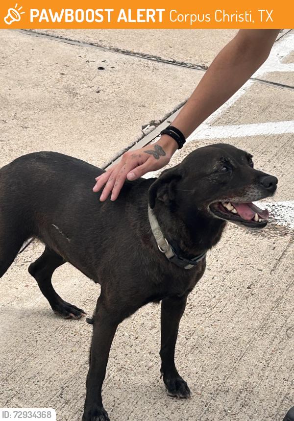 Found/Stray Female Dog last seen Staples and Saratoga by the Schlotsky’s, Corpus Christi, TX 78414