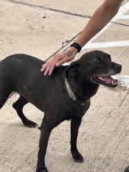 Found/Stray Female Dog last seen Staples and Saratoga by the Schlotsky’s, Corpus Christi, TX 78414