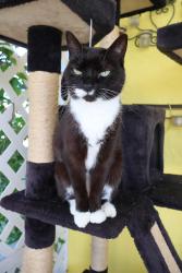 Lost Male Cat last seen Blackwell & Friendship, Port St. Lucie, FL 34952