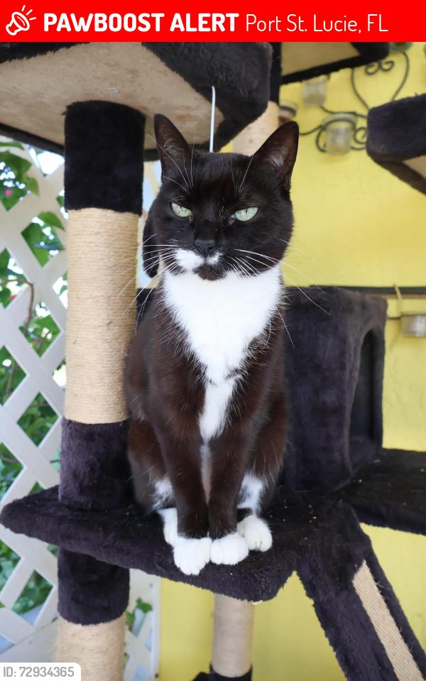 Lost Male Cat last seen Blackwell & Friendship, Port St. Lucie, FL 34952