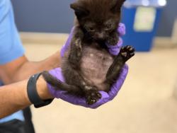 Shelter Stray Female Cat last seen Near BLOCK NW 79 AVE, Doral, FL 33122