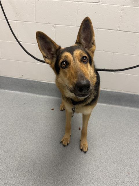 Shelter Stray Female Dog last seen Near , Indianapolis, IN 46221