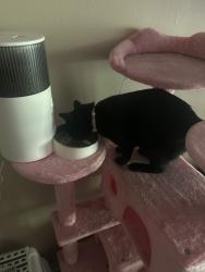 Reunited Female Cat last seen Fleur Dr & Bell Ave, Des Moines, IA 50321