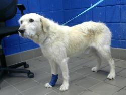 Shelter Stray Male Dog last seen FOUR HILLS RD & CENTRAL, Albuquerque, NM 87112
